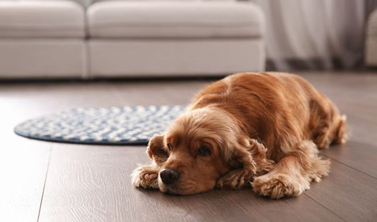 Mijn hond verveelt zich – wat kun je doen?