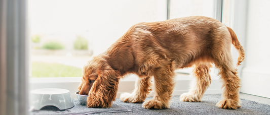 Hond eet te snel – oorzaken en oplossingen